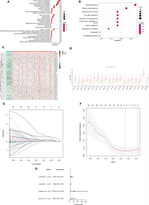 Identification of a cuproptosis and copper metabolism gene–related lncRNAs prognostic signature associated with clinical and immunological characteristics of hepatocellular carcinoma